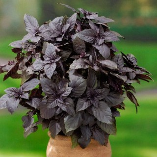 Базилик Маркус фиолетовый - ООО «Семена Тут»