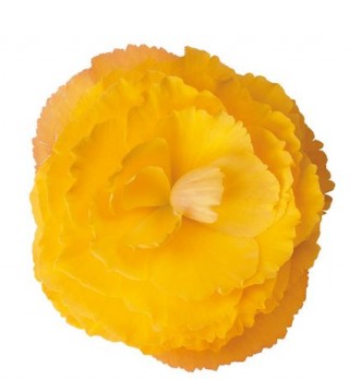 Бегония клубневая Фортун Голден шейдс [250 драже] - ООО «Семена Тут»