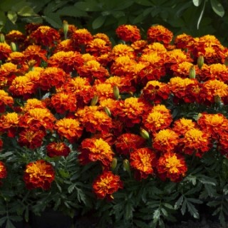 Бархатцы отклоненные Хэппи Хармони [1000 шт] - ООО «Семена Тут»