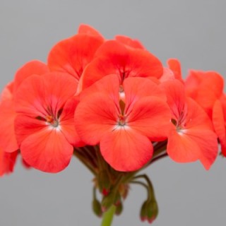 Пеларгония зональная Горизонт Шедоу Корал [100 шт] (инкруст. семена) - ООО «Семена Тут»