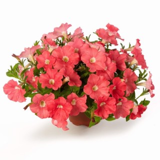 Петуния миллифлора Флэш Форвард Салмон [1000 драже] - ООО «Семена Тут»