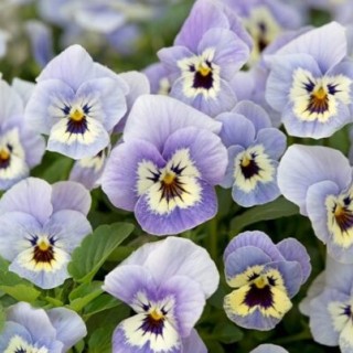 img-1: Виола рогатая Флорал Пауэр F1 Марина [1000 шт] - ООО «Семена Тут»