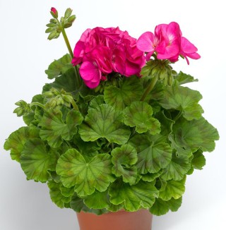 img-1: Пеларгония зональная Пинто Премиум Лавендер Роуз [1000 шт] - ООО «Семена Тут»