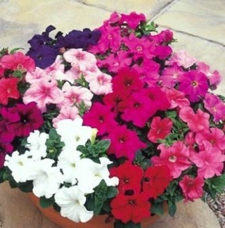 Петуния грандифлора Игл микс - ООО «Семена Тут»