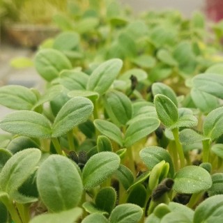 Огуречная трава Медонос МЗ - ООО «Семена Тут»