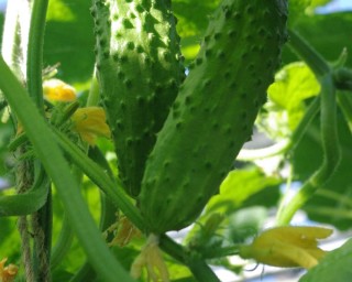 img-3: Огурец Бегунок F1 - ООО «Семена Тут»