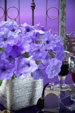 img-1: Петуния ампельная Ивнинг Сенсейшен [100 драже] - ООО «Семена Тут»