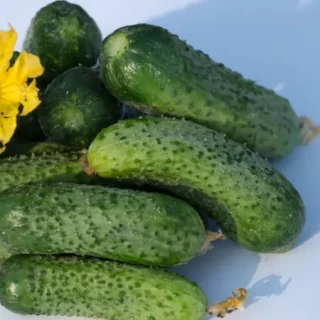 img-0: Огурец Жоэлина F1 - ООО «Семена Тут»