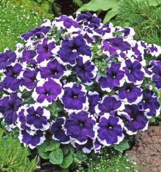 img-0: Петуния мультифлора Калиффо Блю Пикоти [100 драже] - ООО «Семена Тут»
