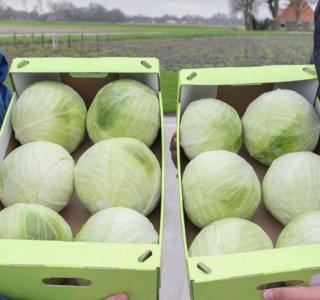 img-1: Капуста белокочанная Калуга F1 - ООО «Семена Тут»
