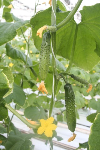 img-1: Огурец Карамболь F1 - ООО «Семена Тут»