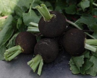 img-2: Редька Карбон - ООО «Семена Тут»