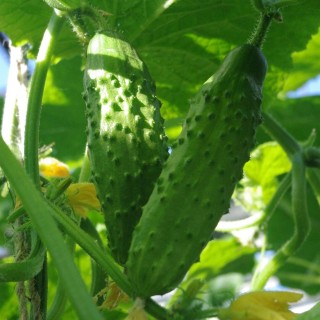 img-0: Огурец Казанова F1 - ООО «Семена Тут»