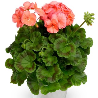 img-1: Пеларгония зональная Пинто Премиум Дип Салмон [1000 шт] - ООО «Семена Тут»