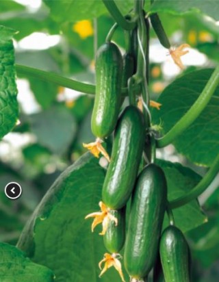 img-1: Огурец Хулиган F1 - ООО «Семена Тут»