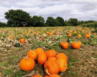 img-1: Тыква Кинг Сайз - ООО «Семена Тут»