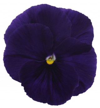 Виола крупноцветковая Премьер Клиа пурпл [1000 шт] - ООО «Семена Тут»