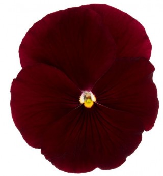 Виола крупноцветковая Премьер Клиа скарлет [100 шт] - ООО «Семена Тут»