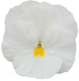 Виола крупноцветковая Премьер Клиа Вайт [1000 шт] - ООО «Семена Тут»