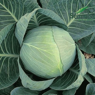 img-0: Капуста белокочанная Коля F1 - ООО «Семена Тут»