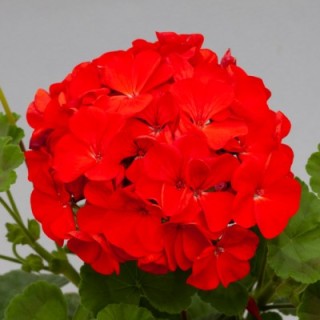 Пеларгония зональная Горизонт Шедоу Ред [1000 шт] - ООО «Семена Тут»