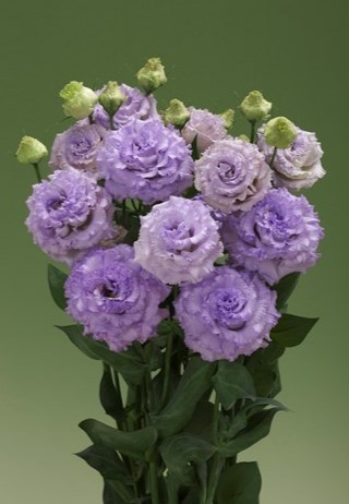 img-1: Эустома Корелли СУ 1 Лайт Лавендер [1000 драже] - ООО «Семена Тут»