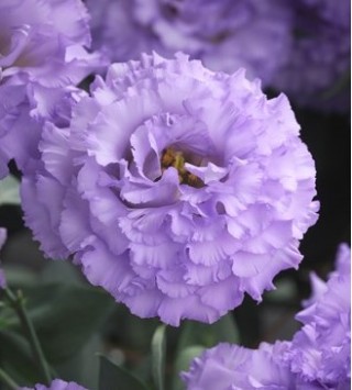 img-0: Эустома Корелли СУ 1 Лайт Лавендер [1000 драже] - ООО «Семена Тут»