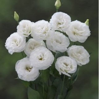 Эустома Корелли СУ 1 Вайт [100 драже] - ООО «Семена Тут»