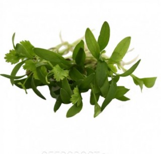 img-0: Кориандр Дебют МЗ - ООО «Семена Тут»