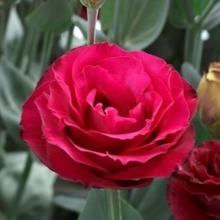 img-0: Эустома Крома 3 Ред [500 драже] - ООО «Семена Тут»