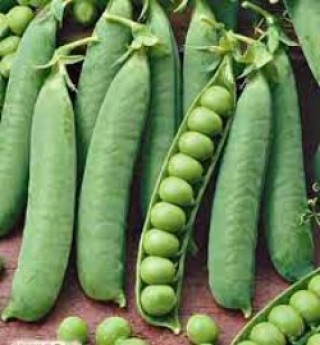 Горох овощной Кудесник - 2 - ООО «Семена Тут»