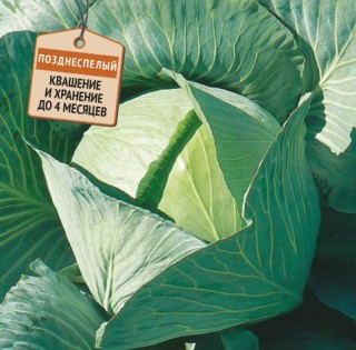 img-1: Капуста белокочанная Купидон F1 - ООО «Семена Тут»