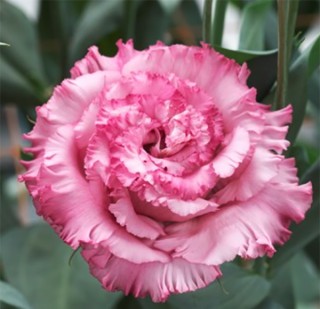 img-0: Эустома Корелли СУ 3 Дип Пинк [500 драже] - ООО «Семена Тут»