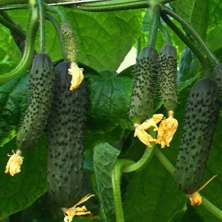 Огурец Квалитет F1 - ООО «Семена Тут»