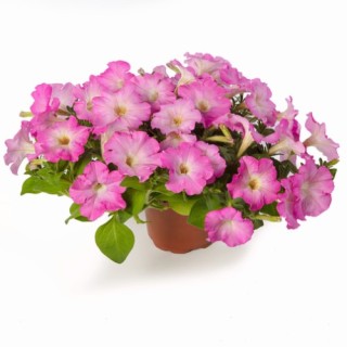 img-1: Петуния миллифлора Флэш Форвард Пинк Гло [1000 драже] - ООО «Семена Тут»