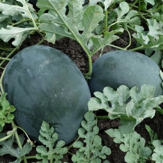 img-0: Арбуз Ланта F1 - ООО «Семена Тут»