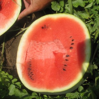 img-1: Арбуз Ланта F1 - ООО «Семена Тут»