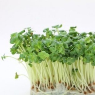 img-0: Дайкон  Бейсбол МЗ - ООО «Семена Тут»