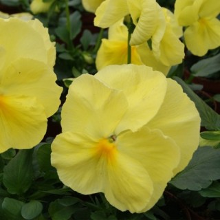 Виола крупноцветковая Селло Лемон Еллоу [1000 шт] - ООО «Семена Тут»