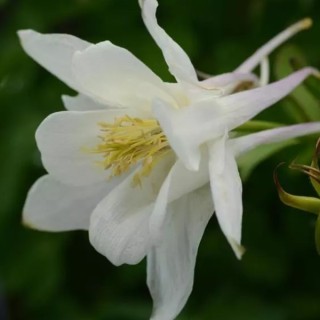 img-1: Аквилегия Эрлиберд Вайт [100 шт] - ООО «Семена Тут»