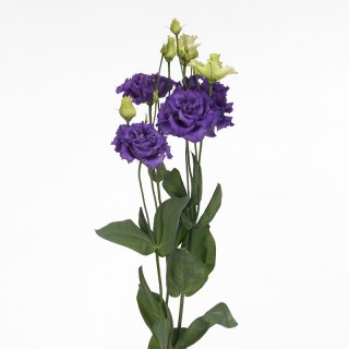 img-0: Эустома Алисса Блю [1000 драже] - ООО «Семена Тут»