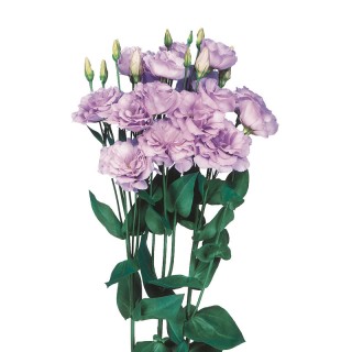 Эустома Эхо 1 Лаванда [100 драже] - ООО «Семена Тут»