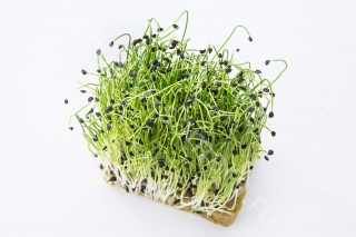 Лук шнитт Карат - ООО «Семена Тут»