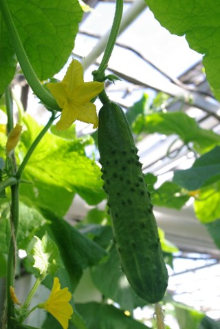 img-1: Огурец Магнит F1 - ООО «Семена Тут»