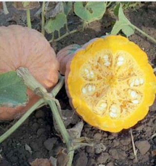 img-1: Тыква крупноплодная Масляный король - ООО «Семена Тут»