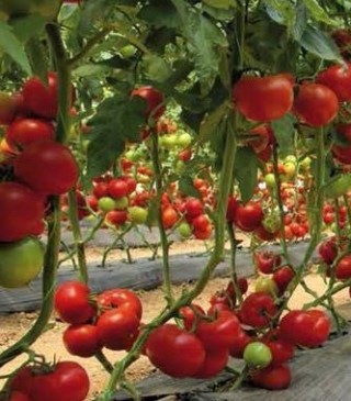 img-1: Томат Матиссимо F1 - ООО «Семена Тут»