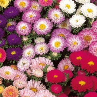 Астра мацумото Смесь окрасок - ООО «Семена Тут»