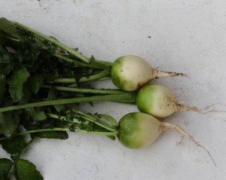 img-2: Редька Медео - ООО «Семена Тут»