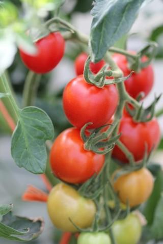 img-1: Томат Маунтин Мейджик F1 - ООО «Семена Тут»