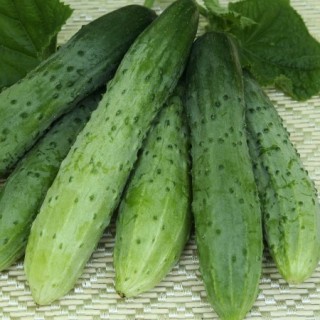 img-0: Огурец Эстафета F1 - ООО «Семена Тут»
